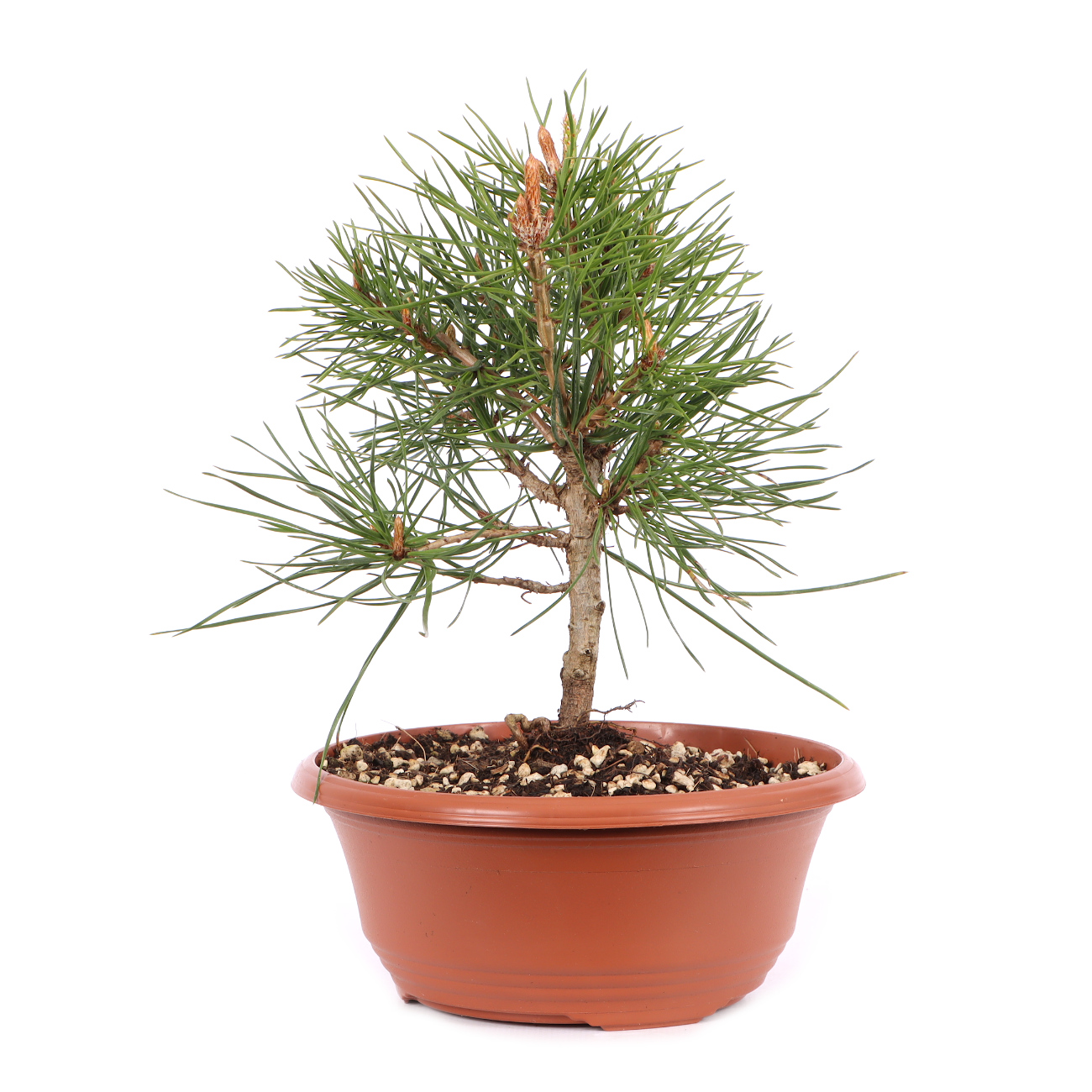 Pinus sylvestris