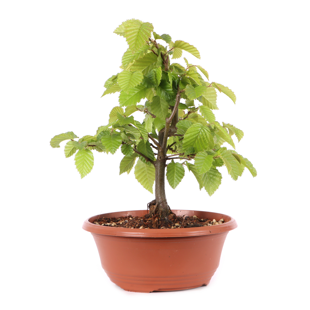 Carpinus betulus