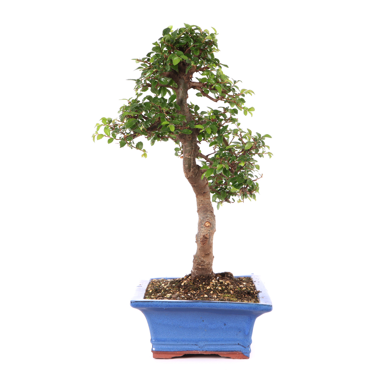 Ulmus parvifolia