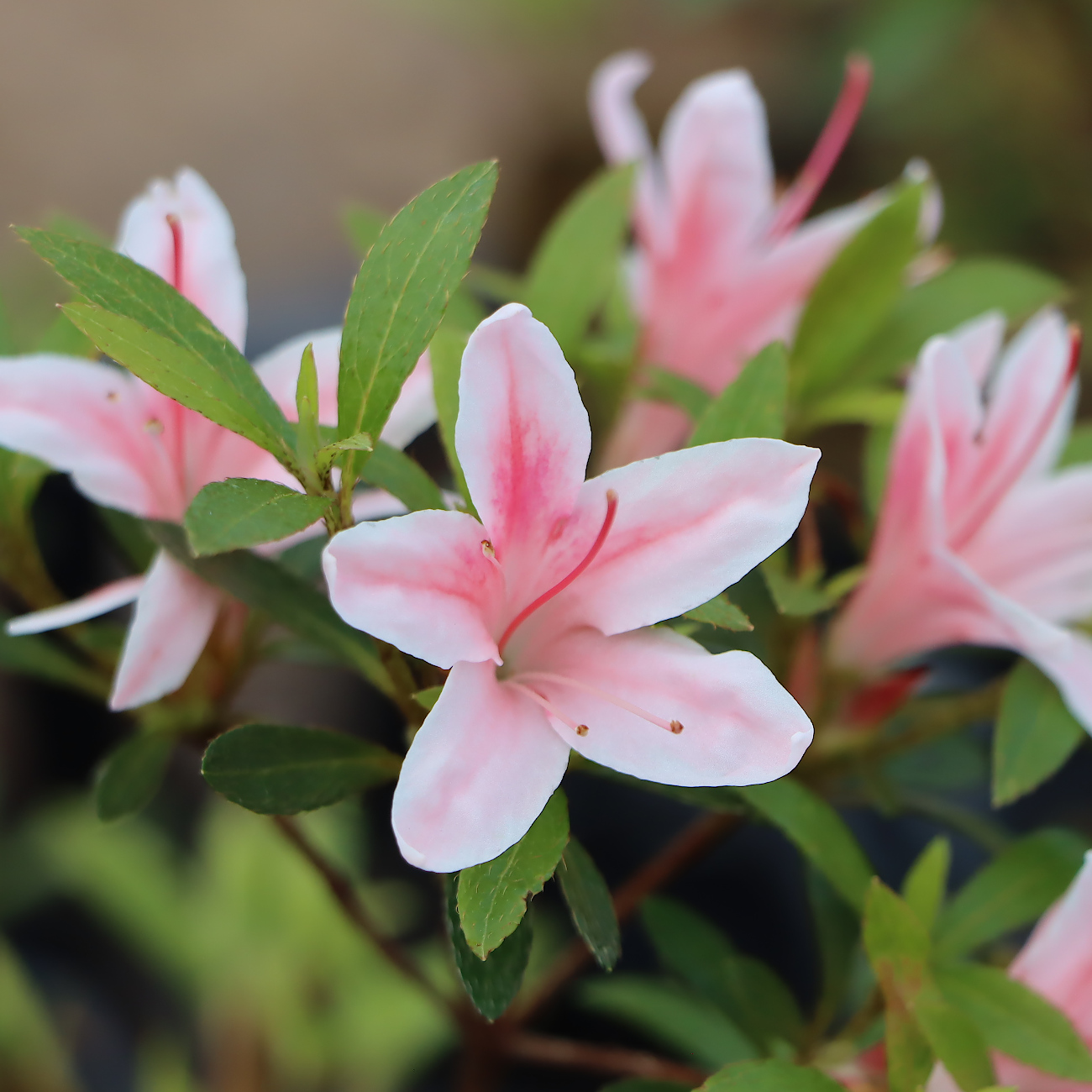 Rhododendron indicum 'Nyohozan'