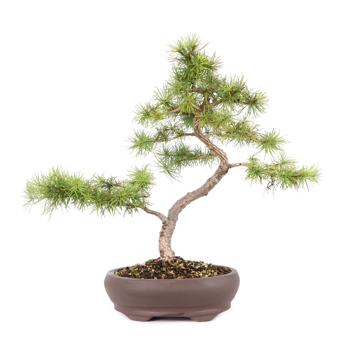 Larix kaempferi
