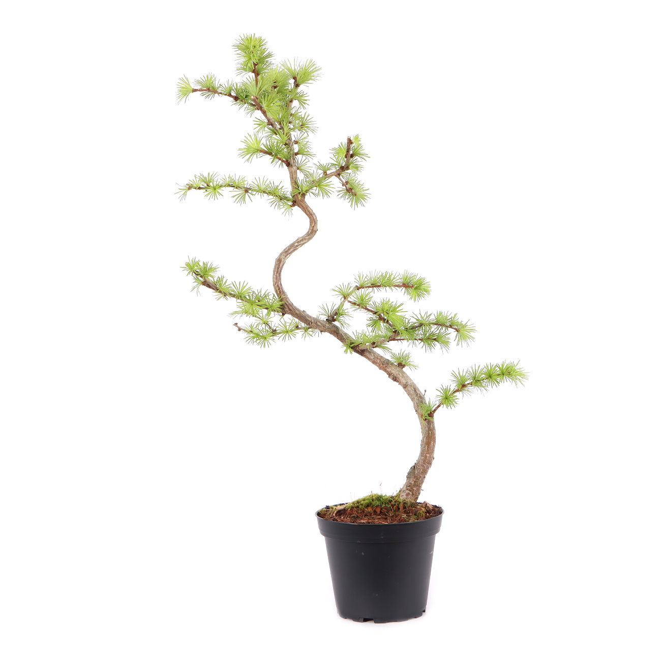Larix kaempferi