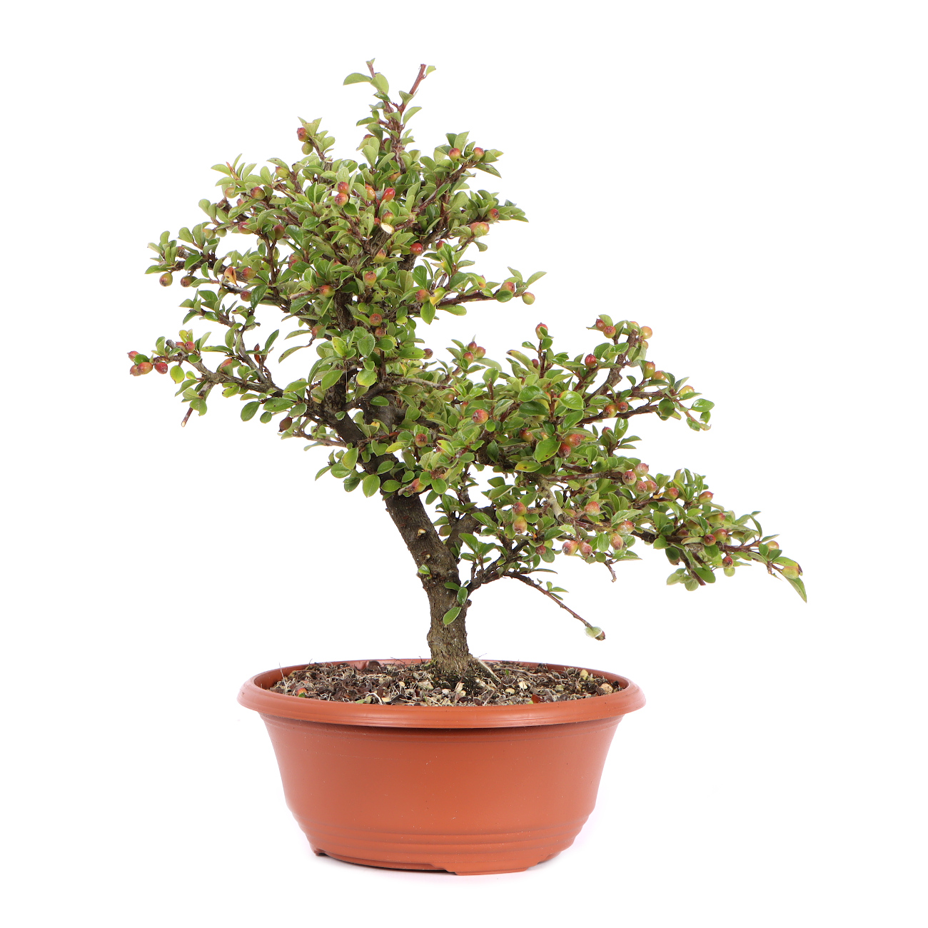 Seitenansicht rechts