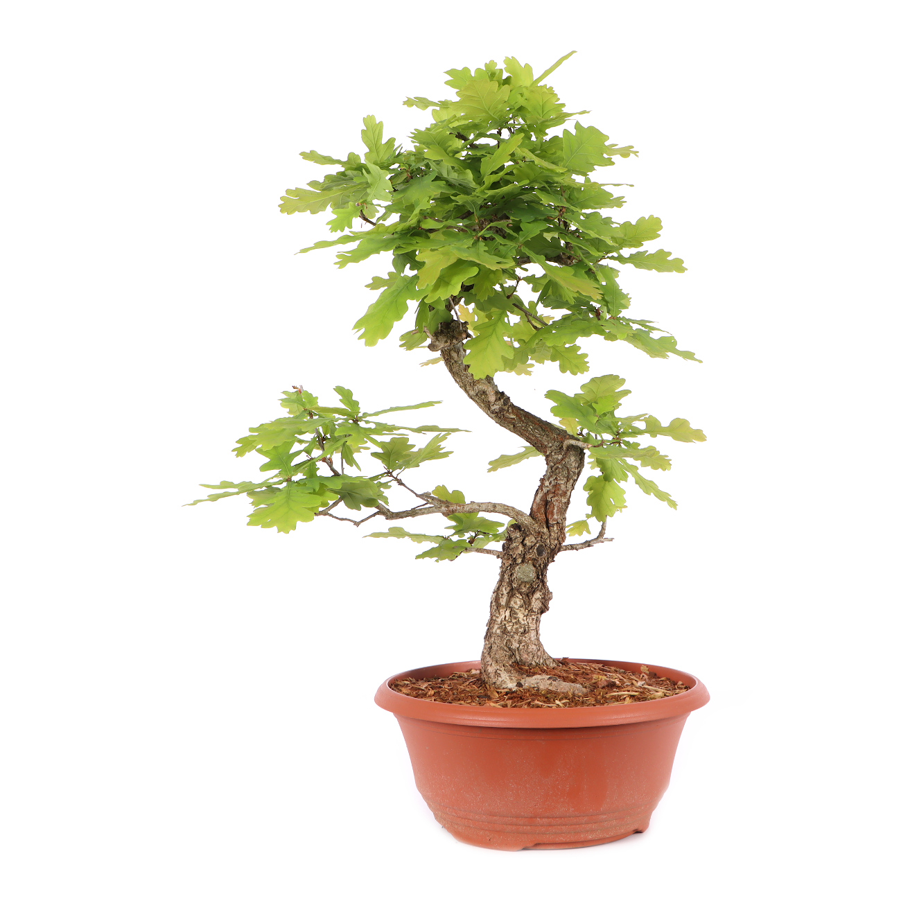 Quercus robur