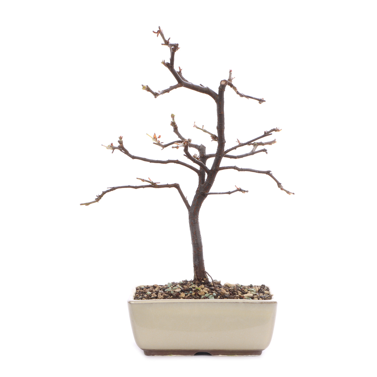 Pseudocydonia sinensis