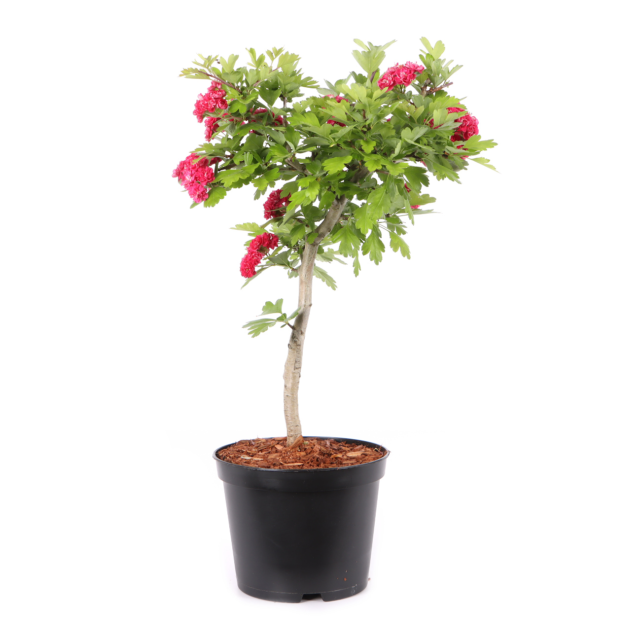 Crataegus laevigata 'Paul's Scarlet'