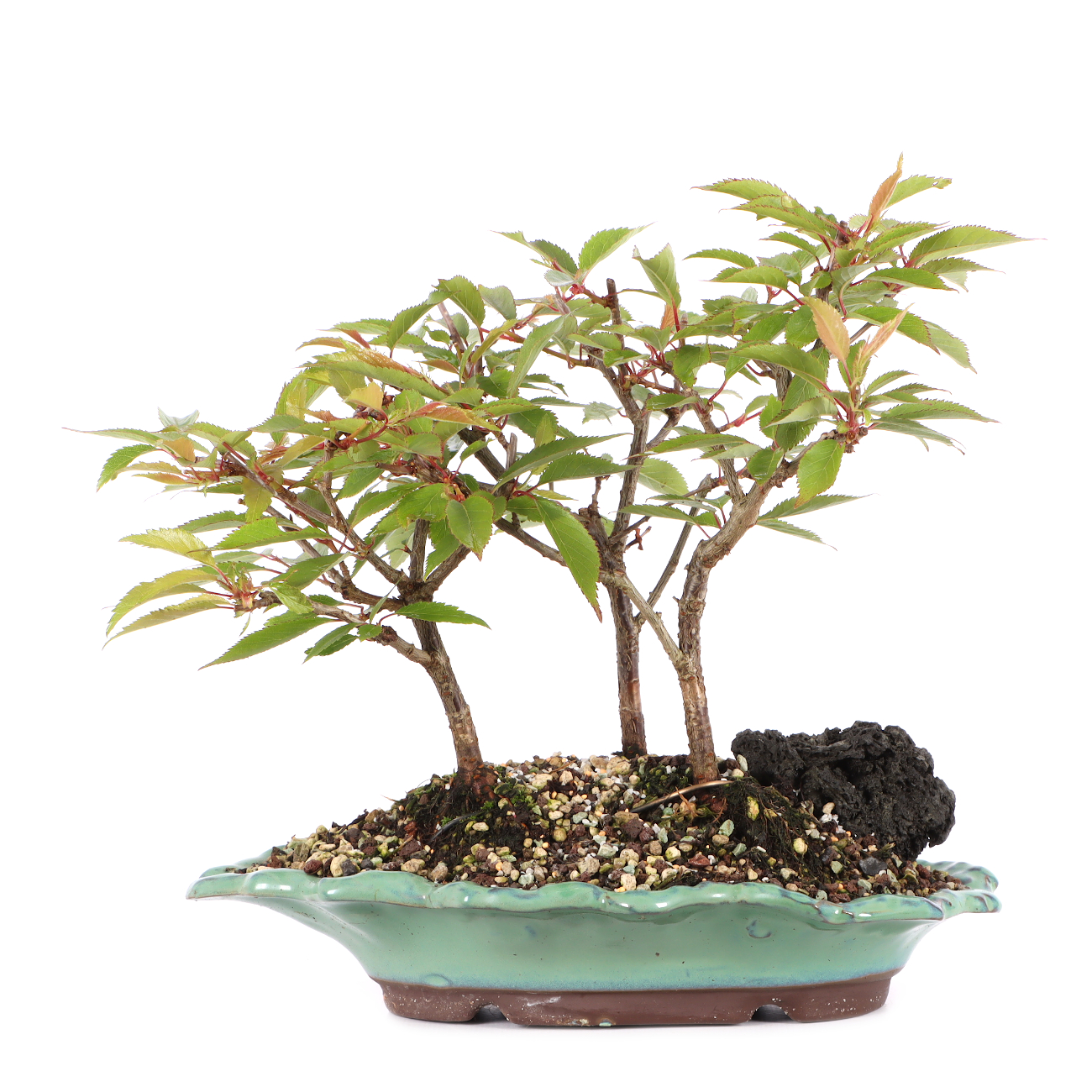 Prunus subhirtella 'Okame'