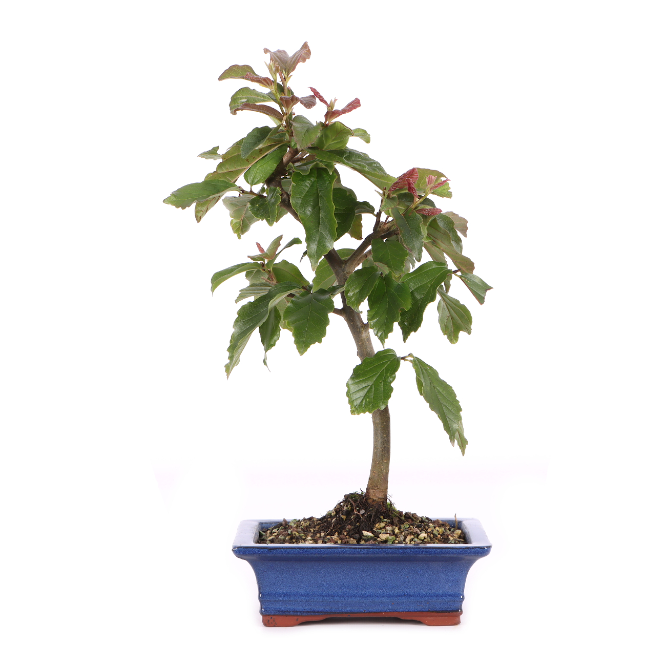 Parrotia persica 'Bella'