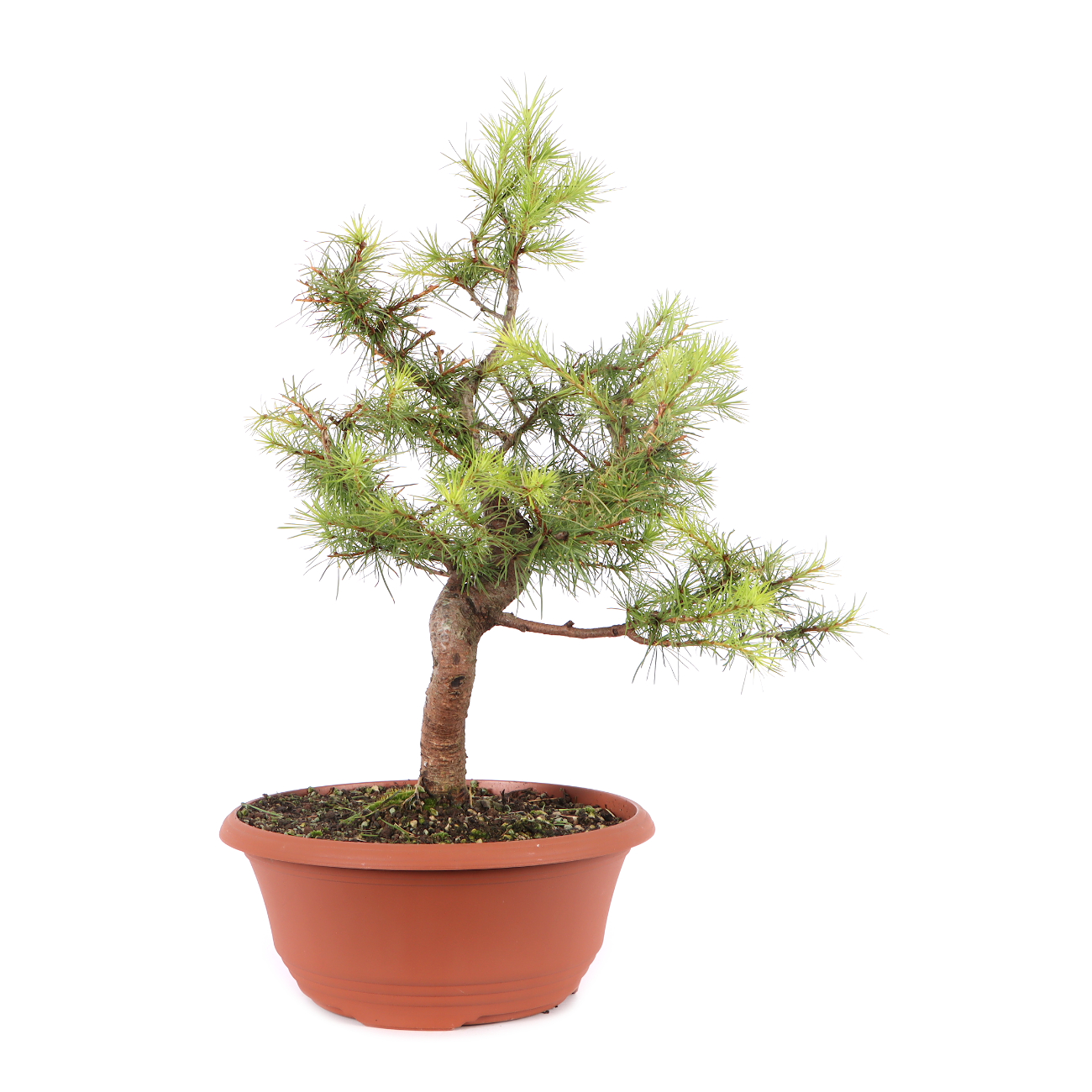 Larix kaempferi