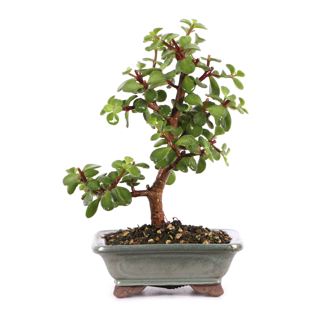 Portulacaria afra