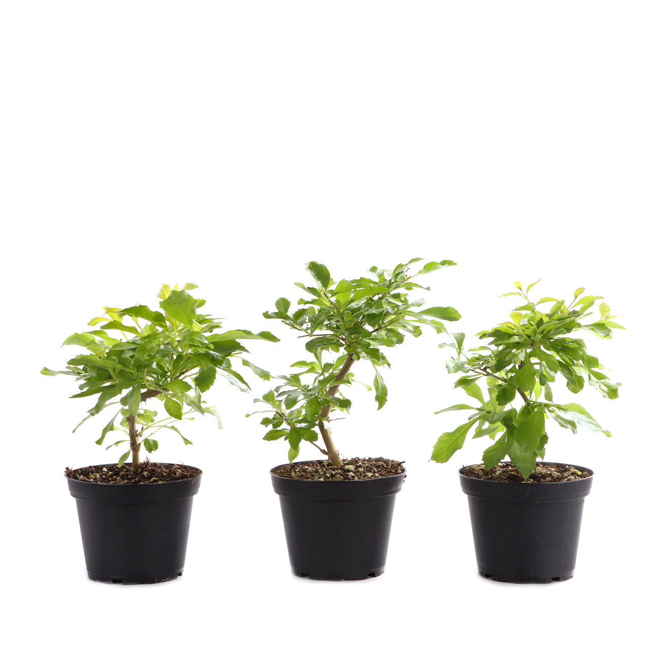 Duranta erecta