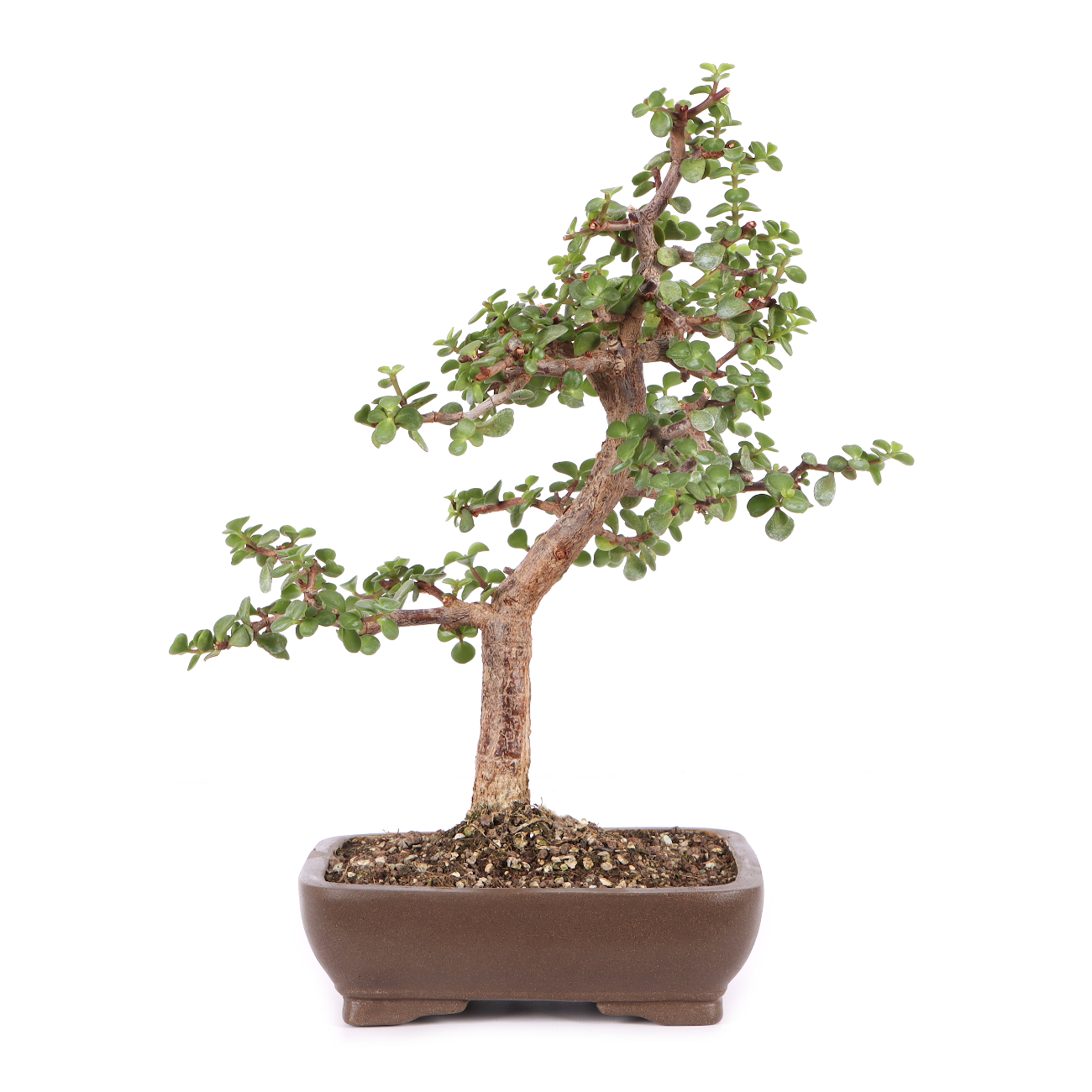Portulacaria afra