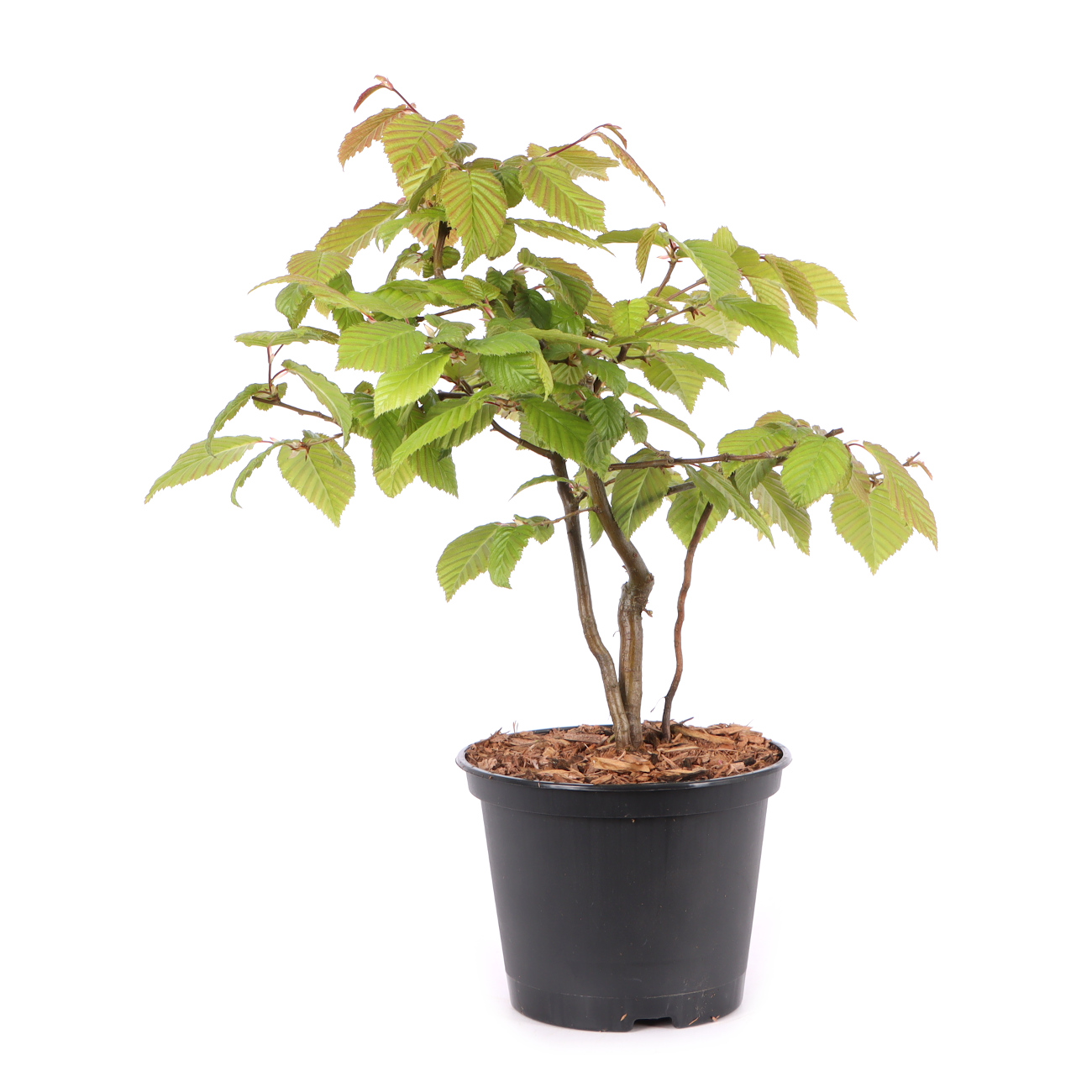 Carpinus betulus