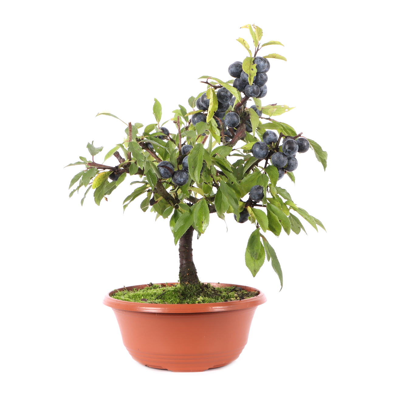 Prunus spinosa