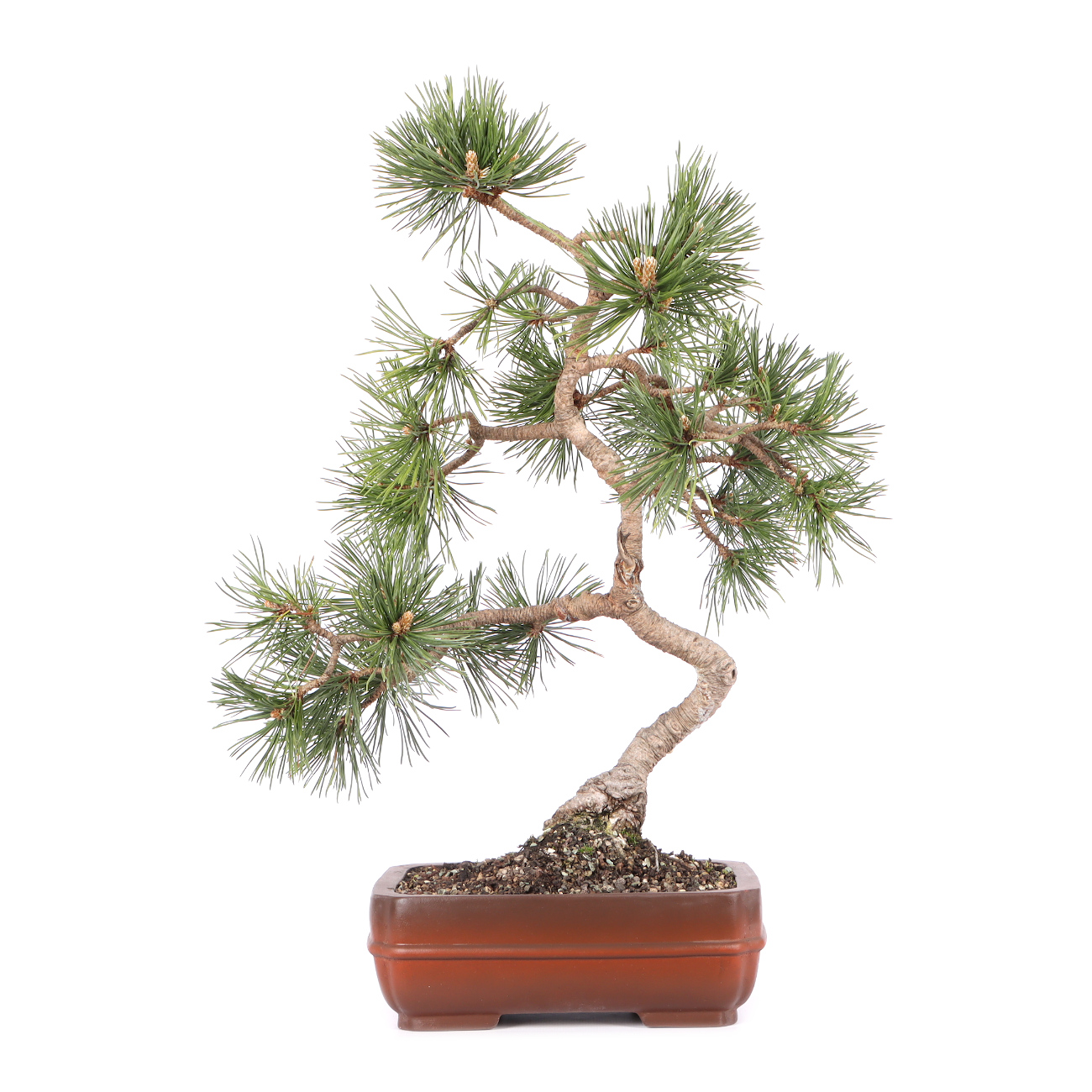 Pinus mugo subsp. uncinata