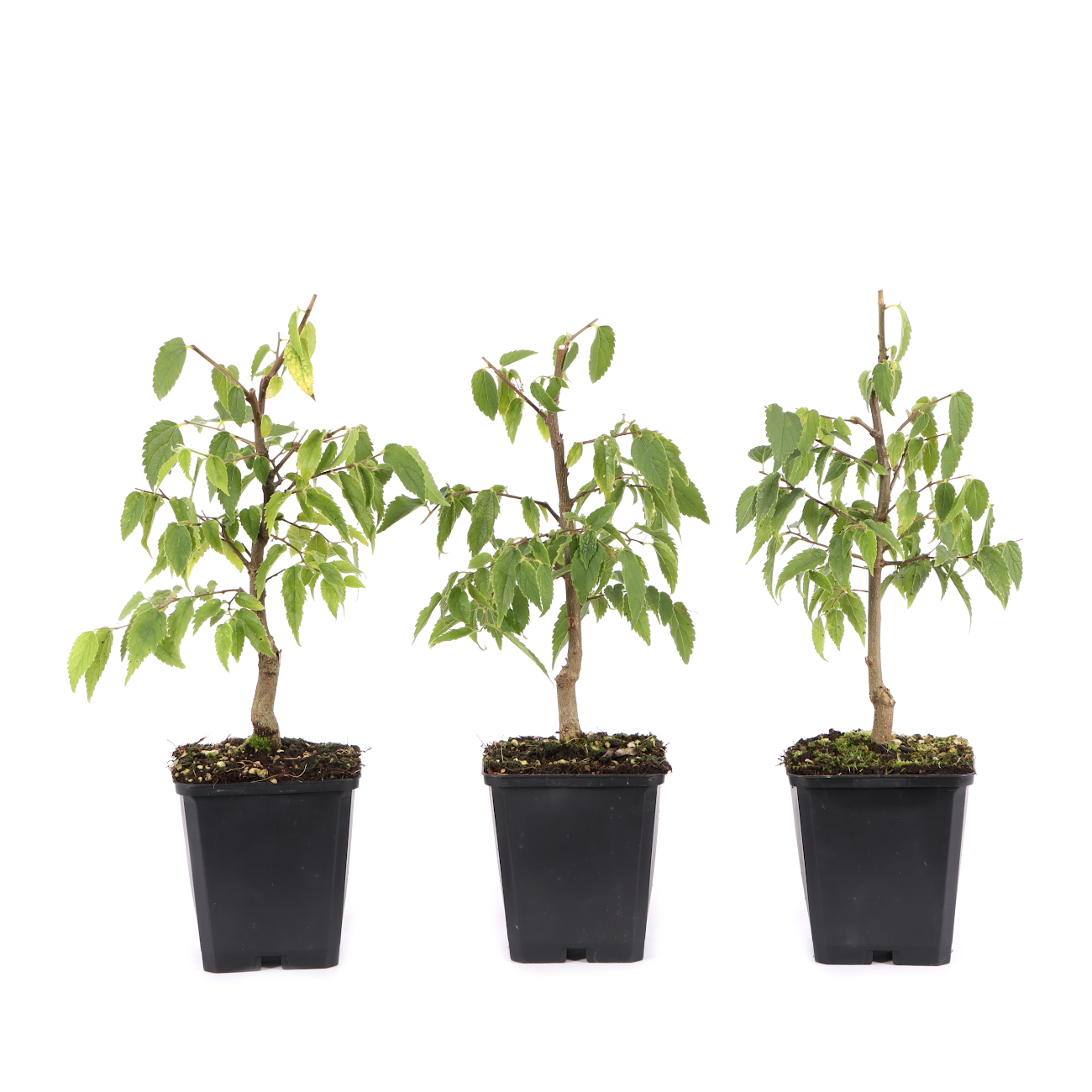 Celtis australis