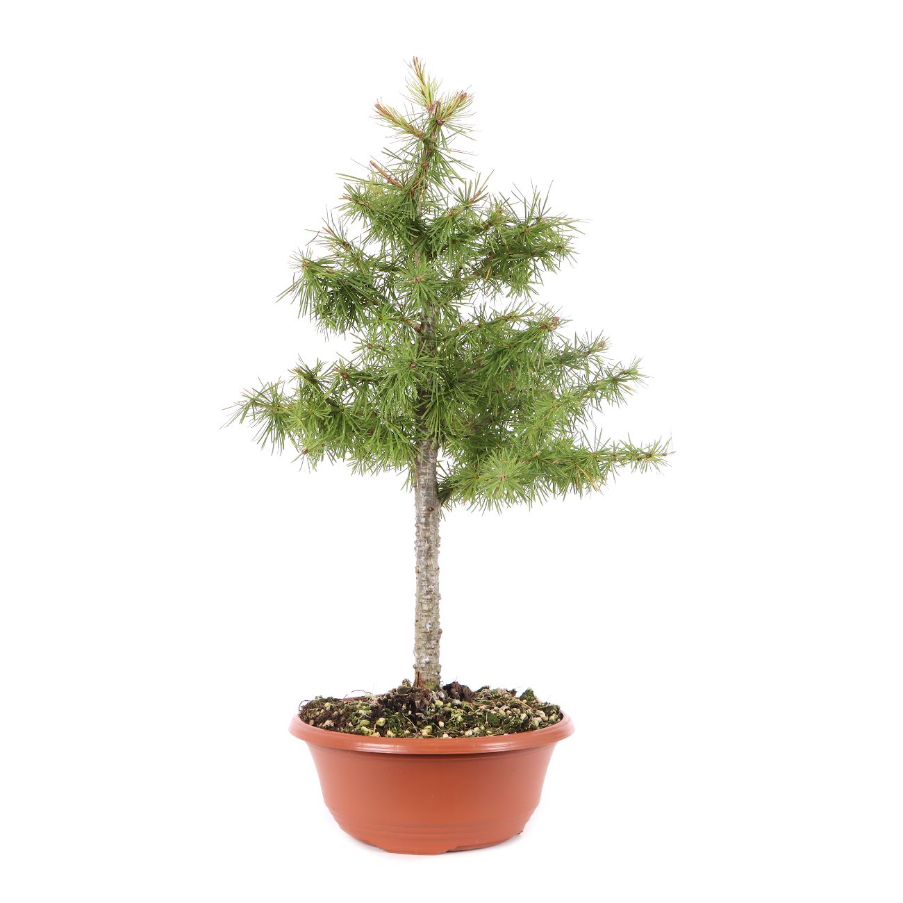 Larix decidua