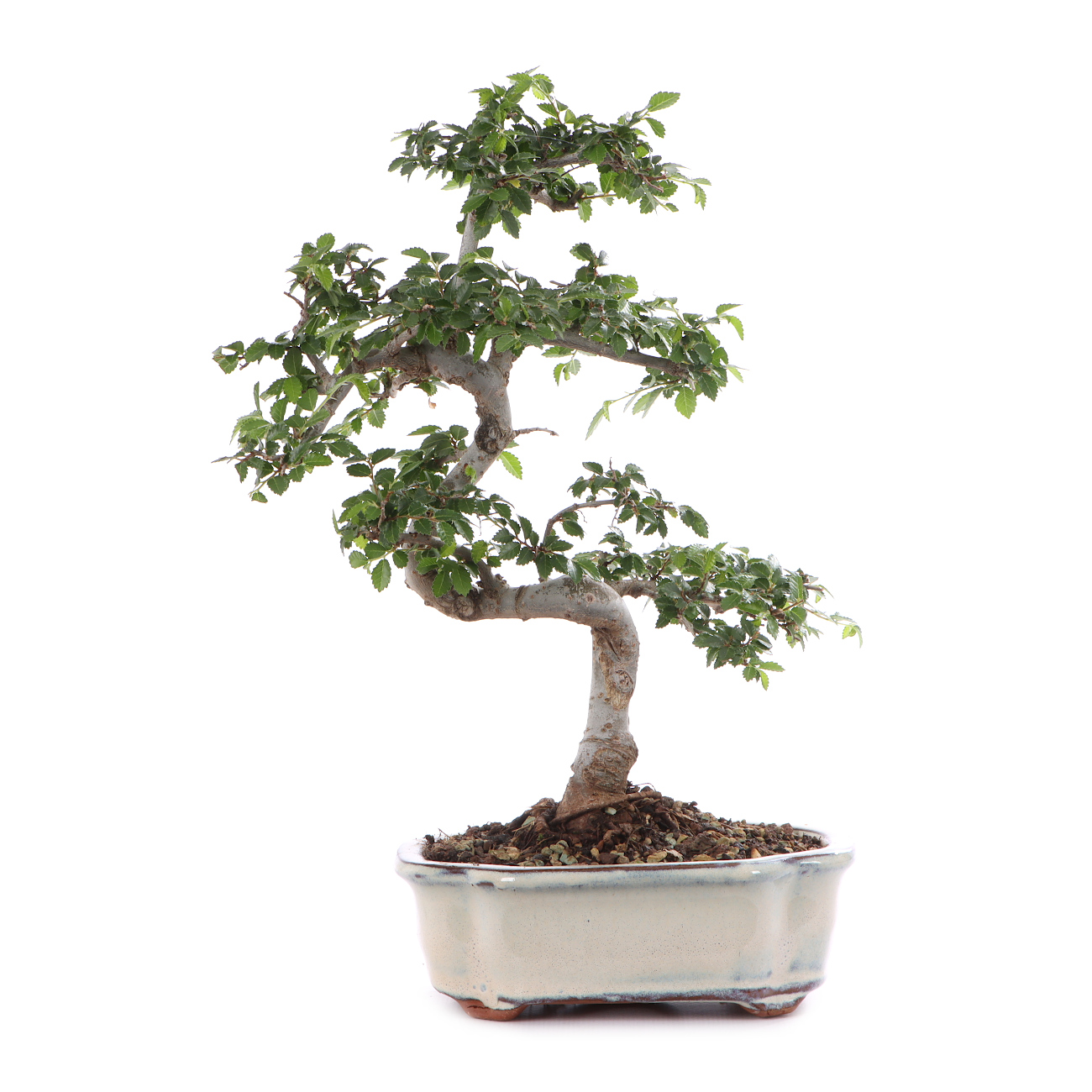 Ulmus parvifolia