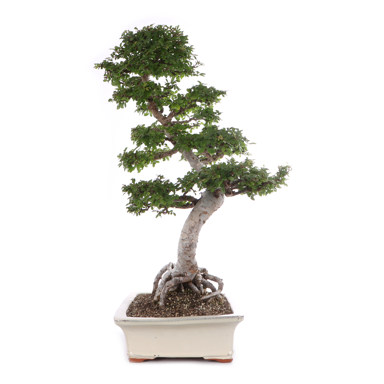 Ulmus parvifolia