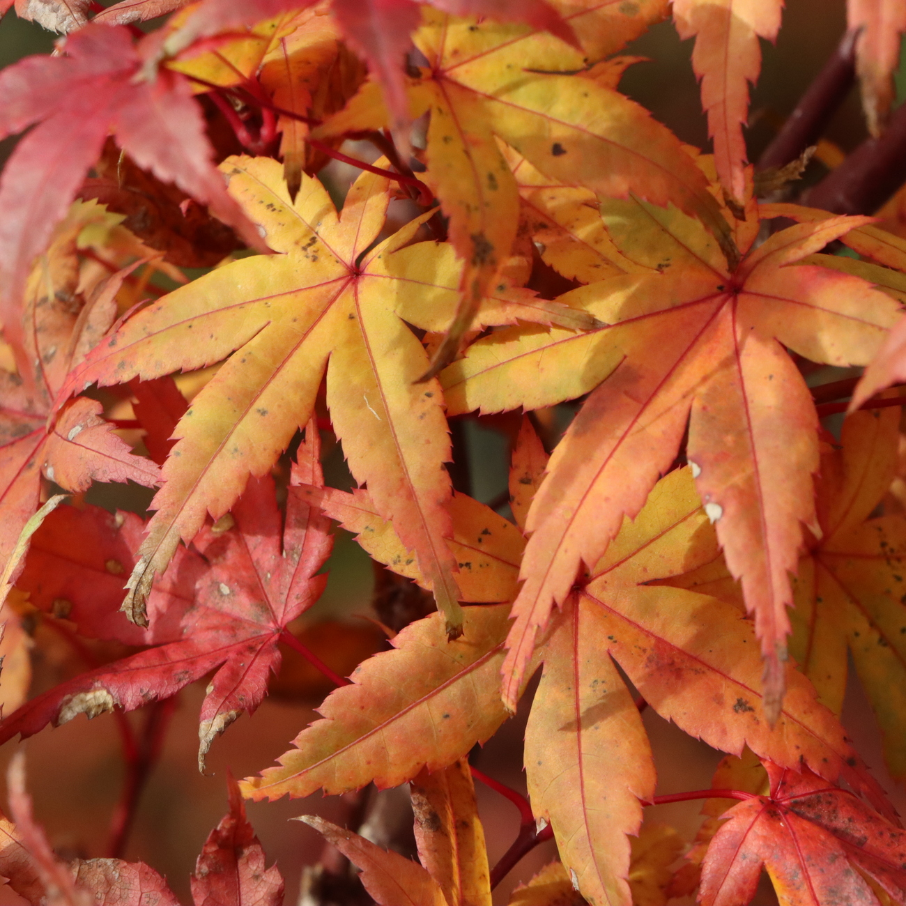 Herbstlaub