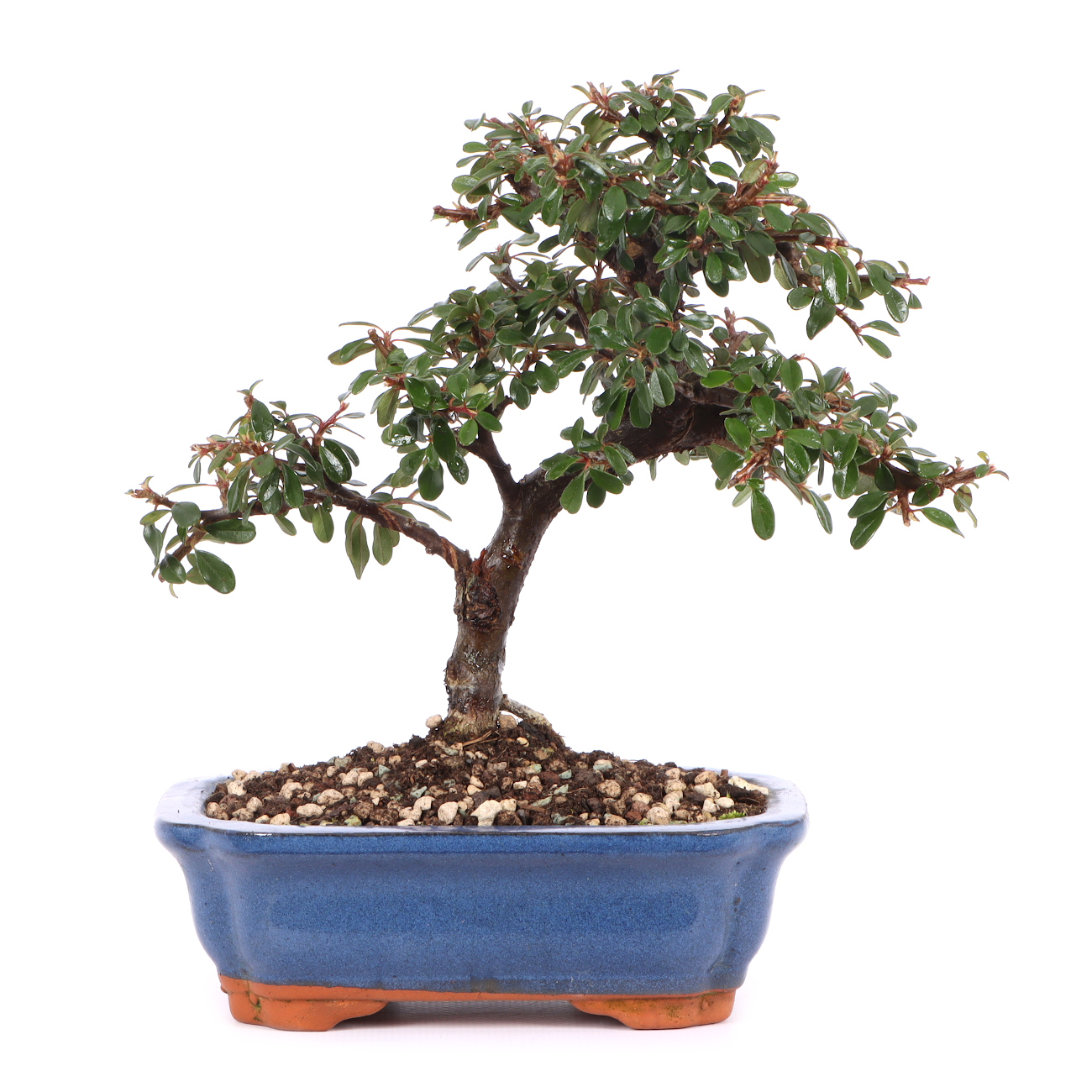 Cotoneaster dammeri 'Skogholm'