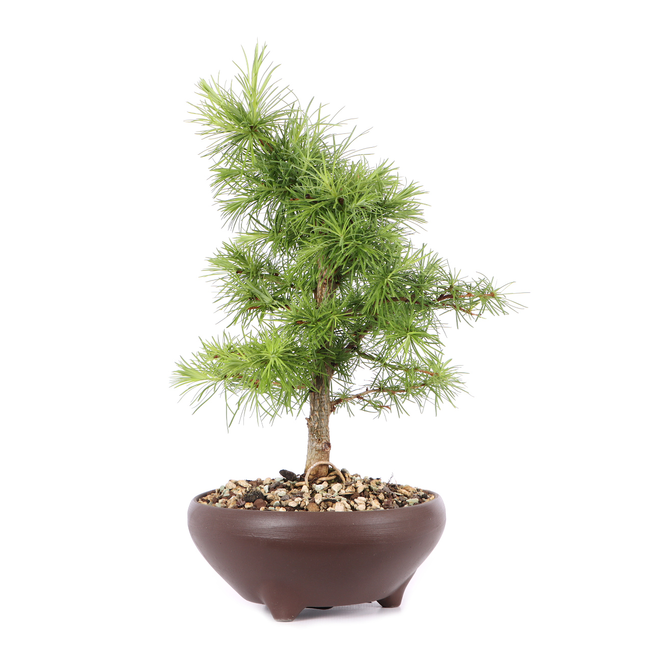 Larix kaempferi