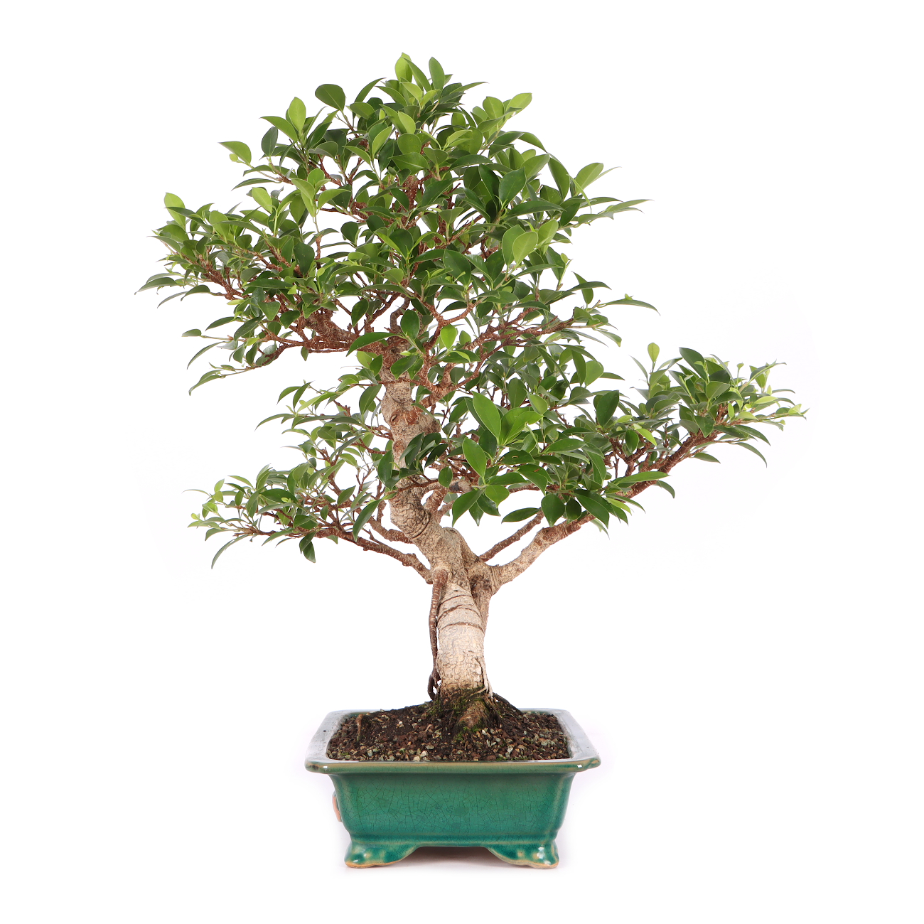 Ficus microcarpa 'Tiger Bark'