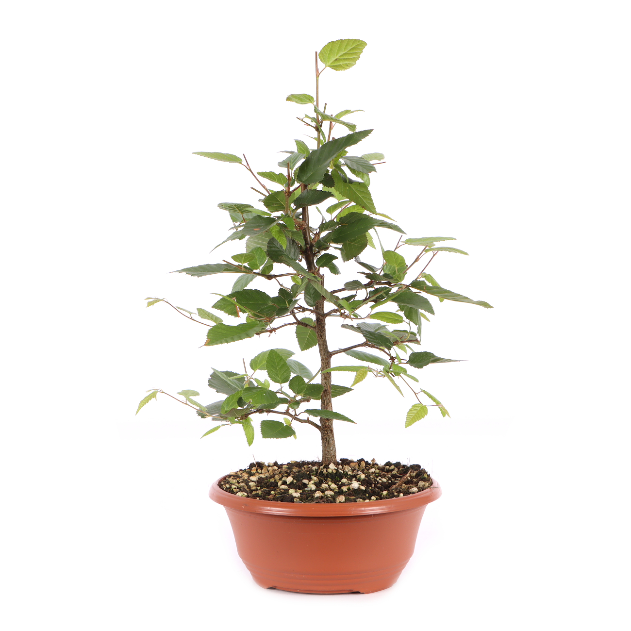 Carpinus turczaninowii