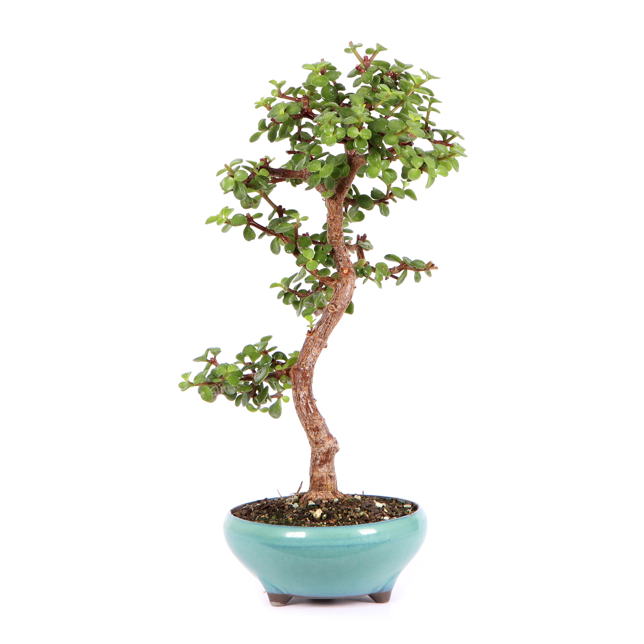 Stilvolle Portulacaria Afra Bonsai Bilder