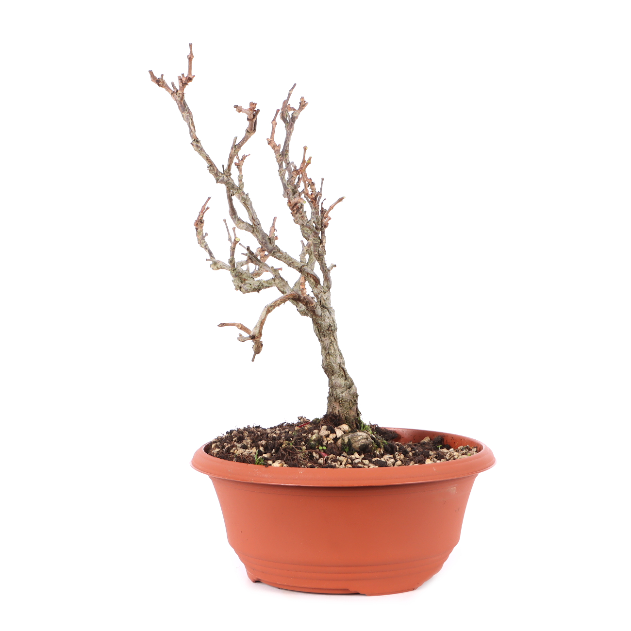 Parthenocissus quinquefolia