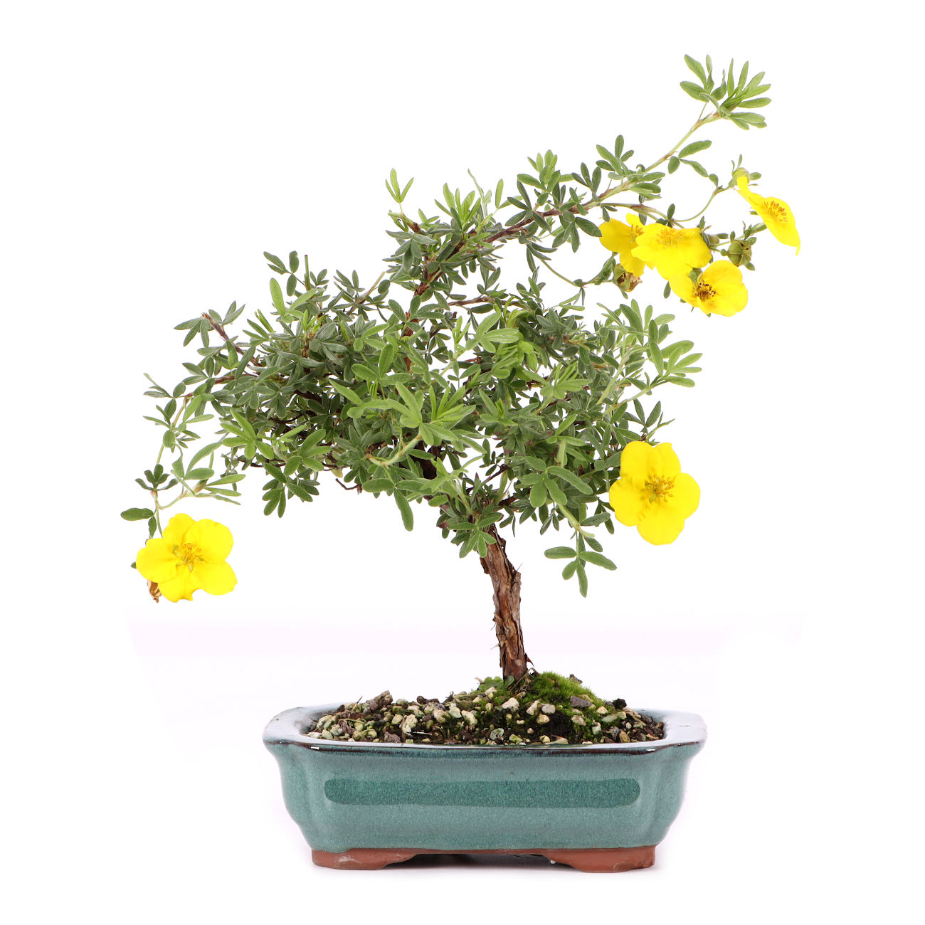 Potentilla fruticosa 'Goldteppich'