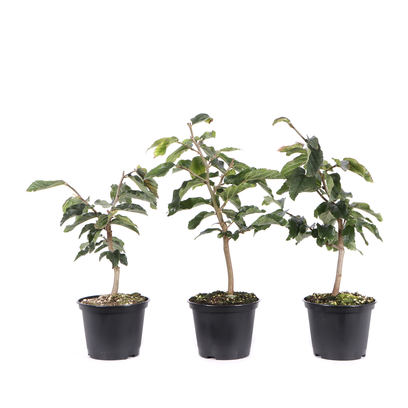 Parrotia persica 'Bella'