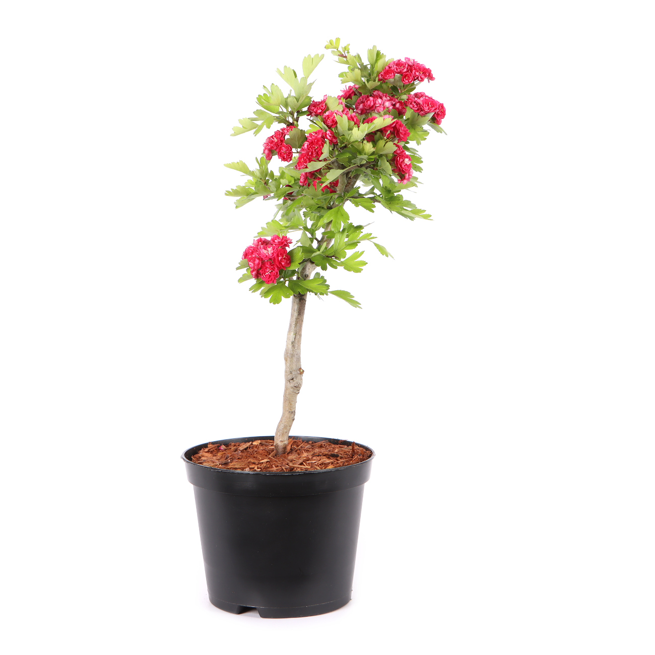 Crataegus laevigata 'Paul's Scarlet'