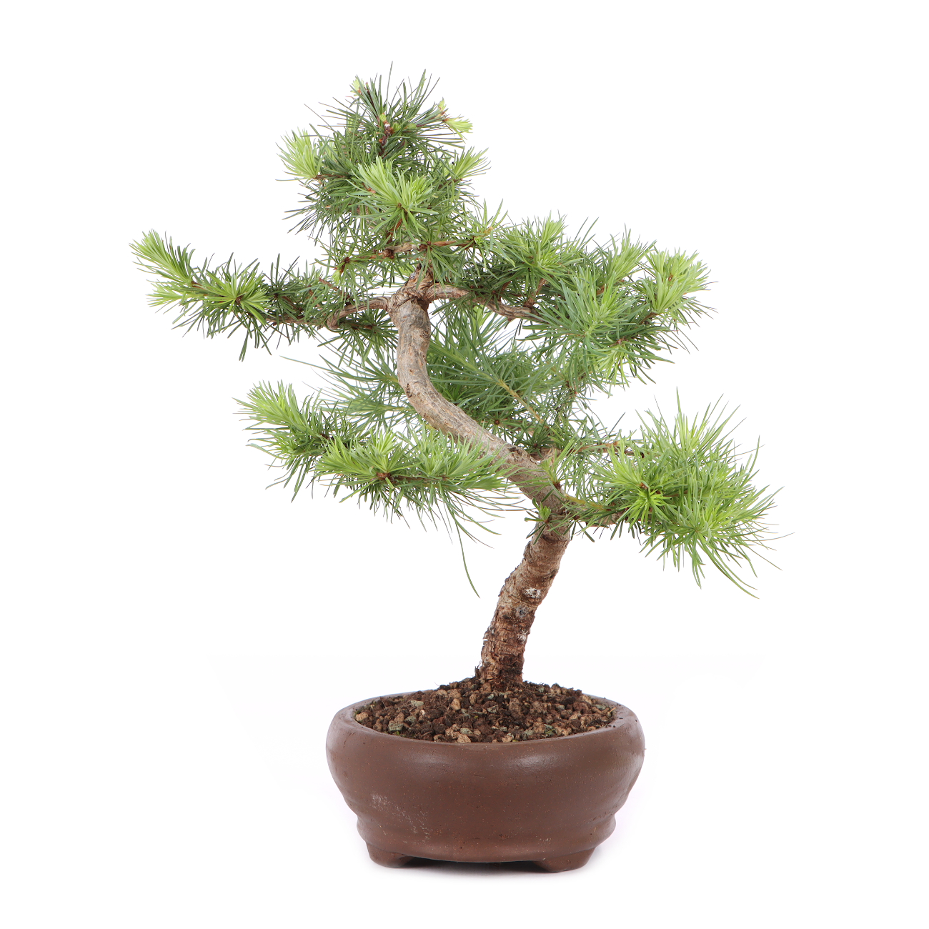 Larix kaempferi