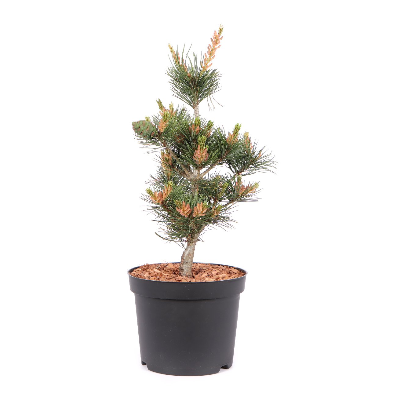 Seitenansicht rechts