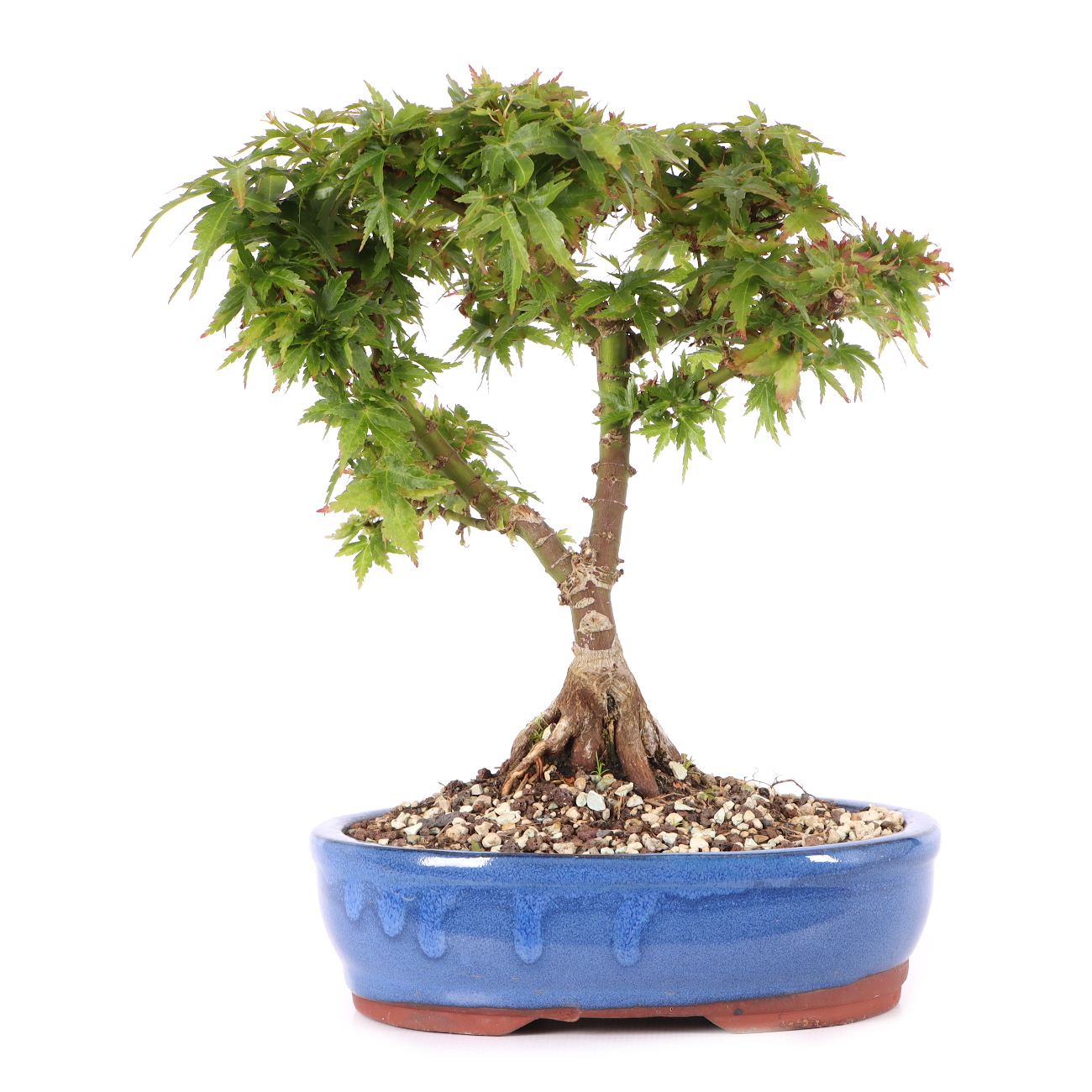 Acer palmatum 'Kotohime'