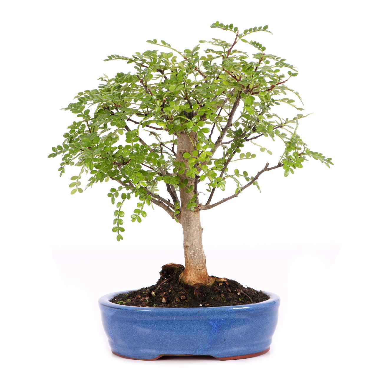 Zanthoxylum spec.