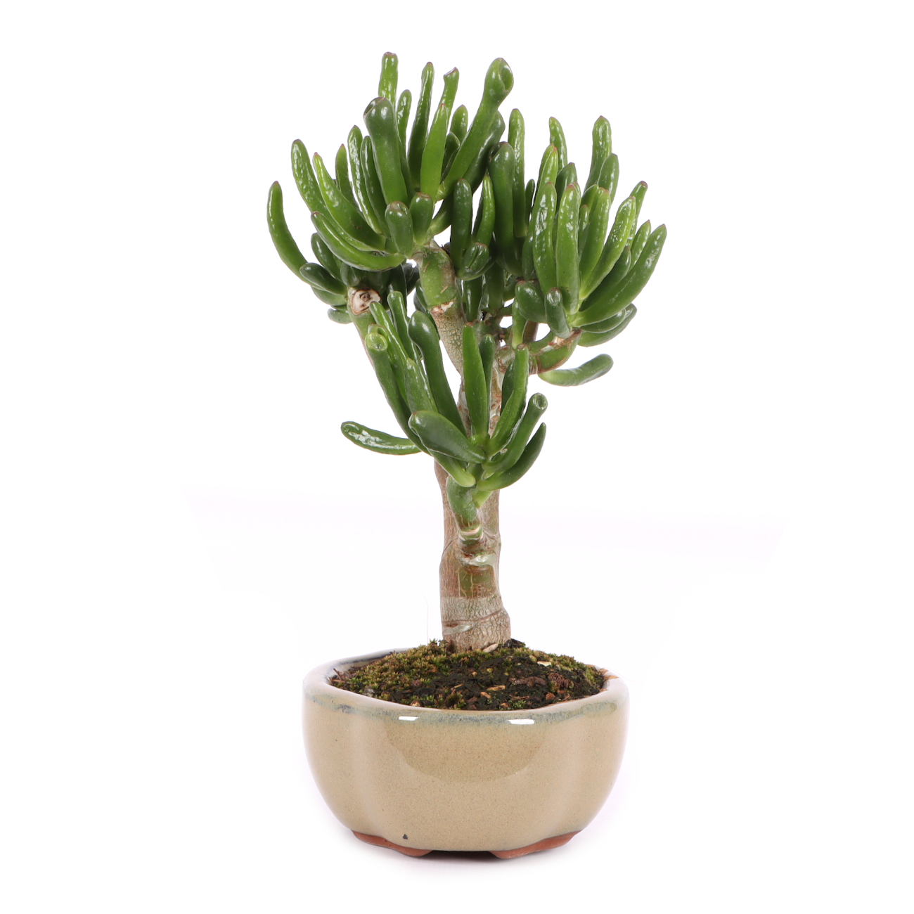 Crassula ovata 'Horn Tree'