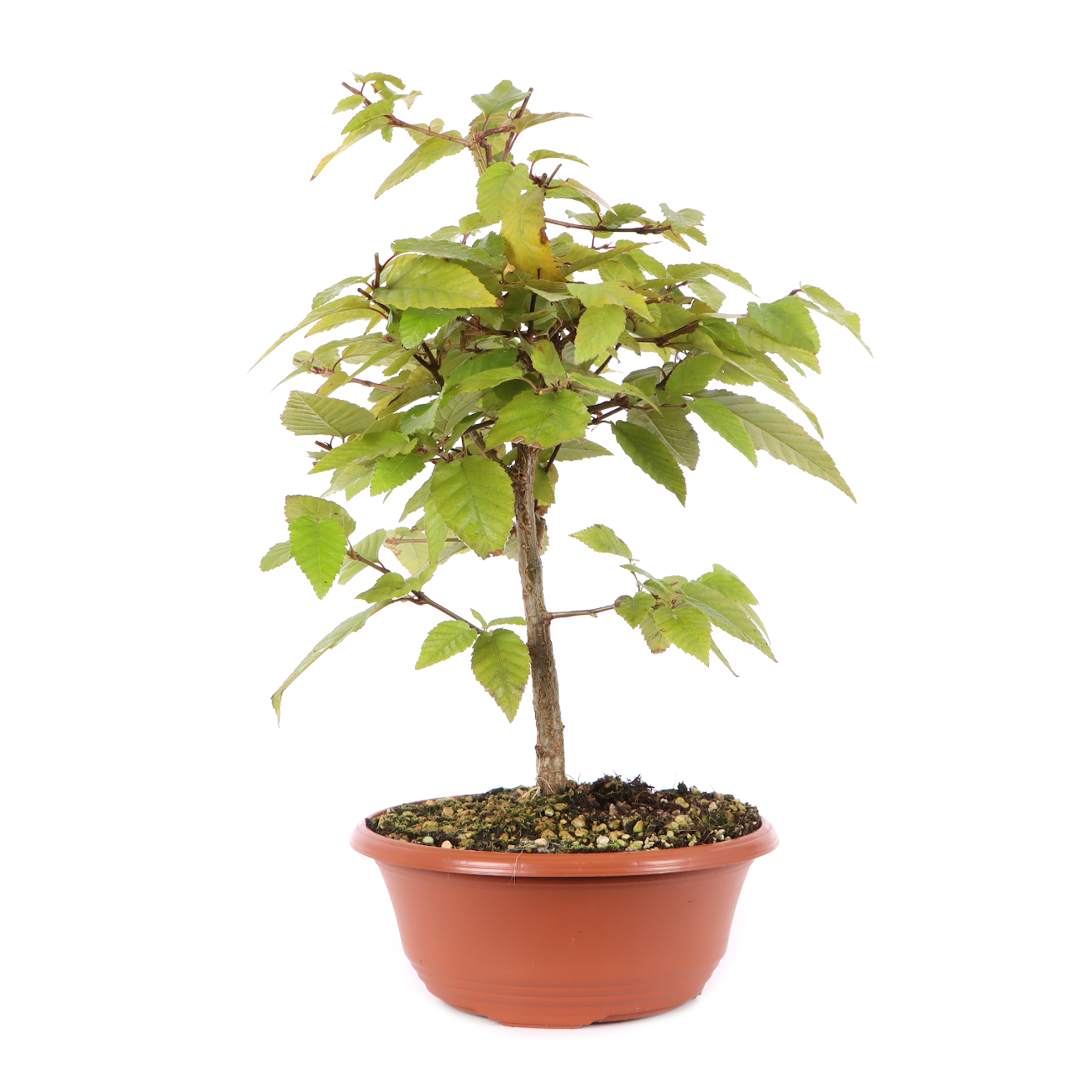 Carpinus turczaninowii