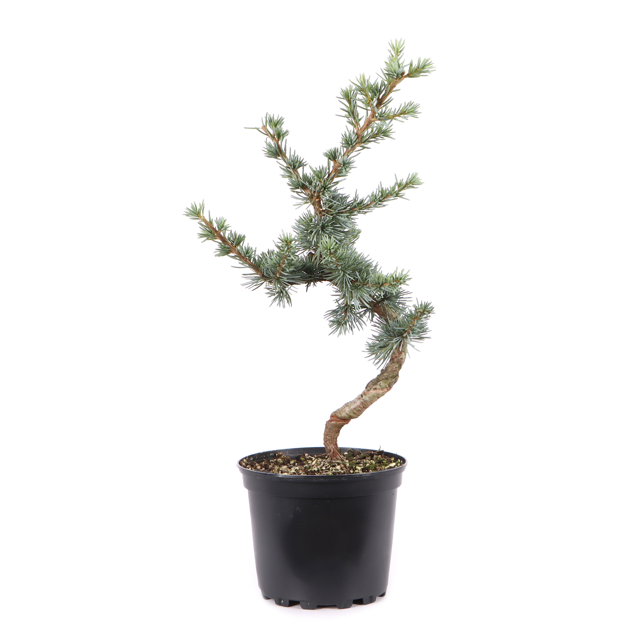 Cedrus atlantica 'Glauca'