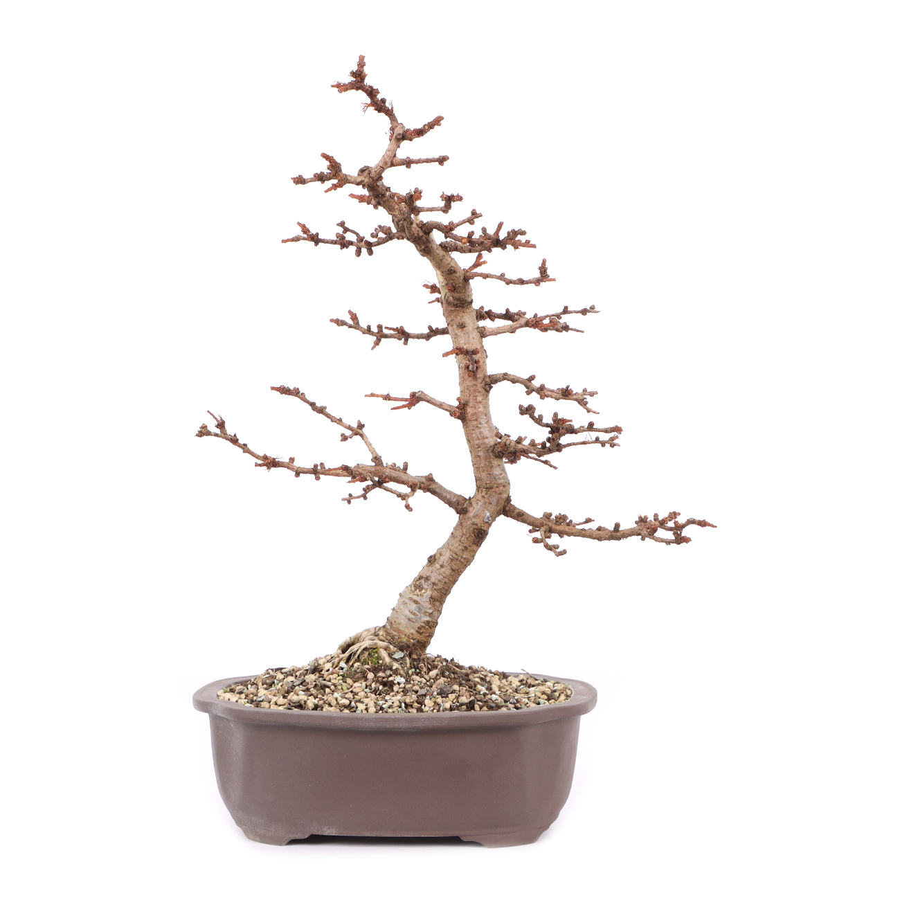 Larix kaempferi ‘Little Bogle‘