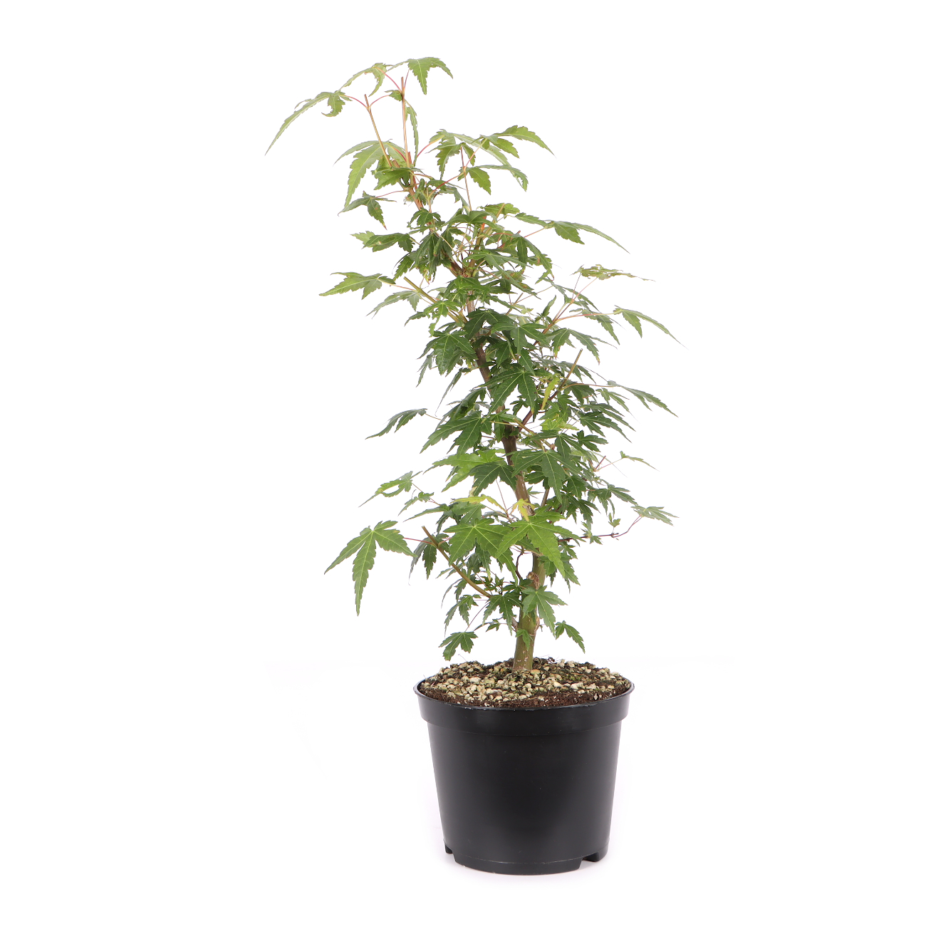 Acer palmatum