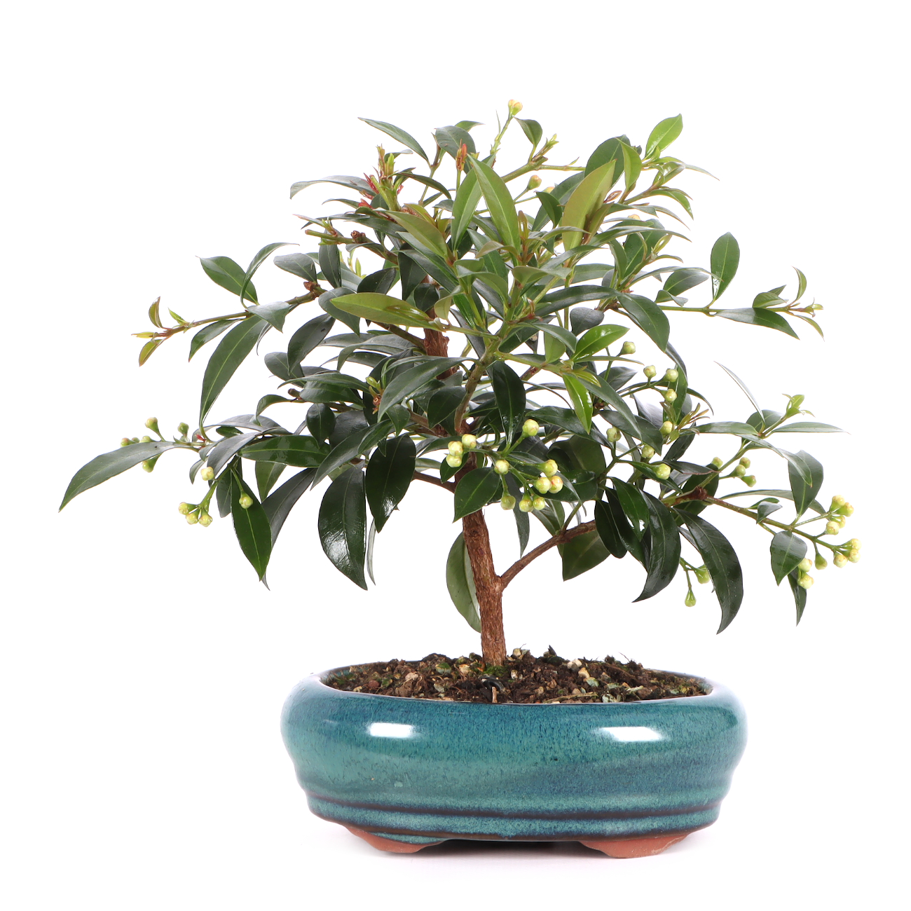 Syzygium paniculatum