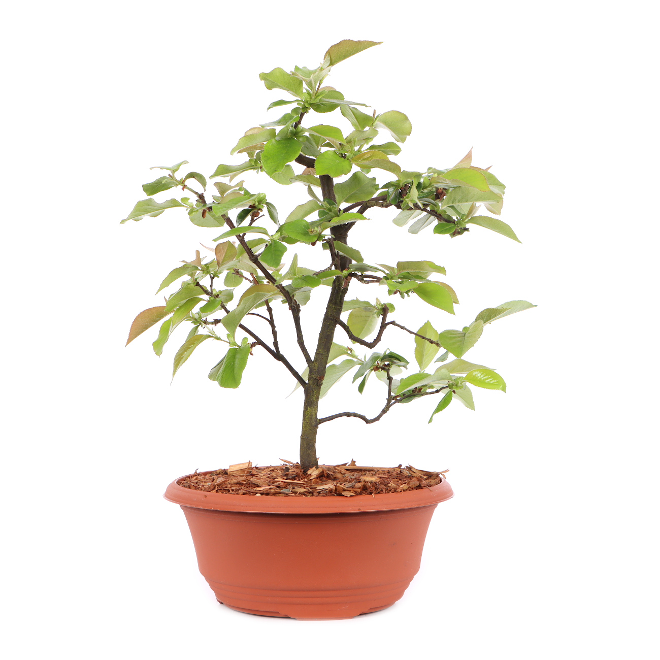 Pseudocydonia sinensis