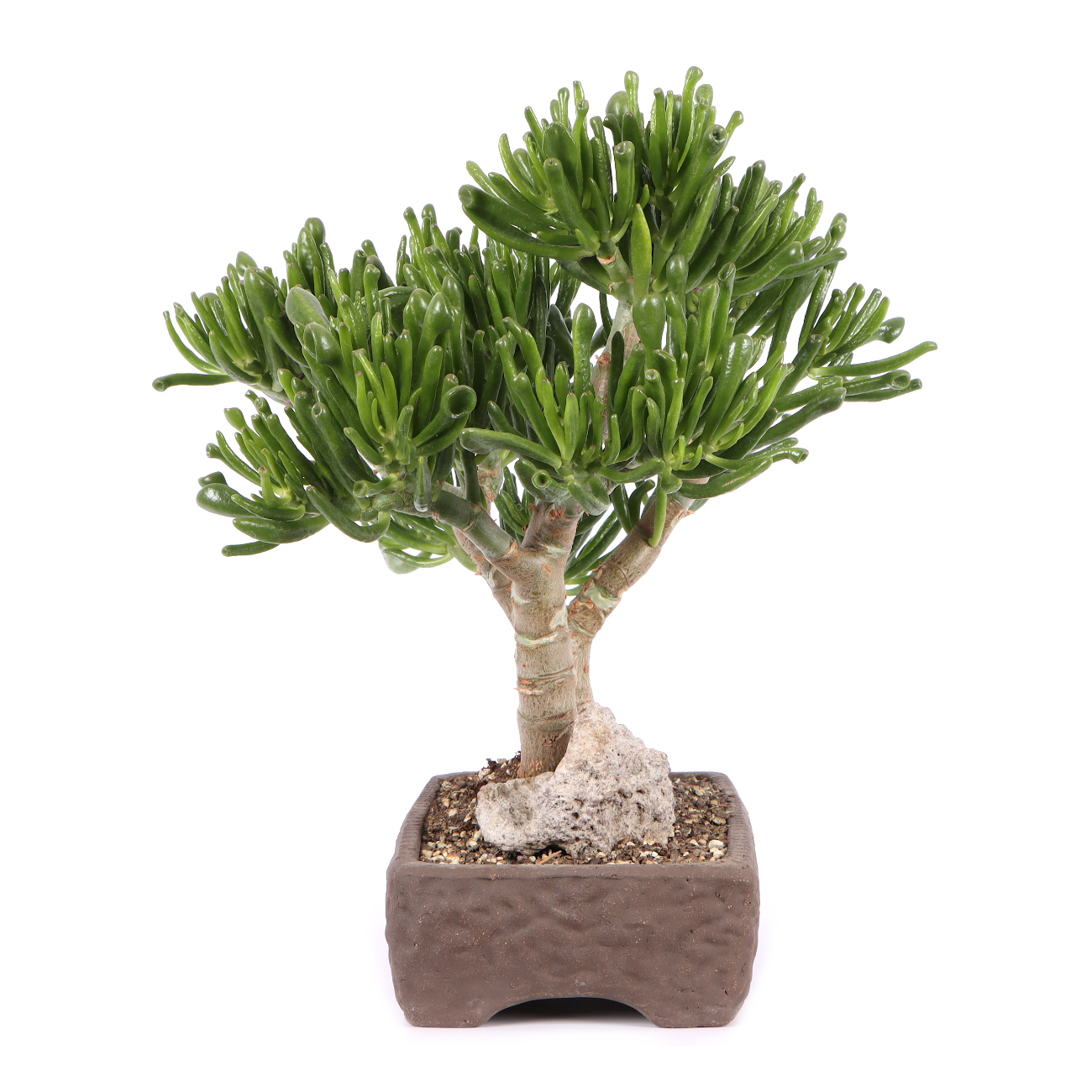 Seitenansicht rechts