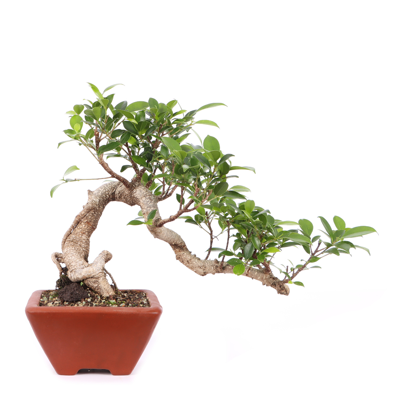 Ficus microcarpa 'Tiger Bark'