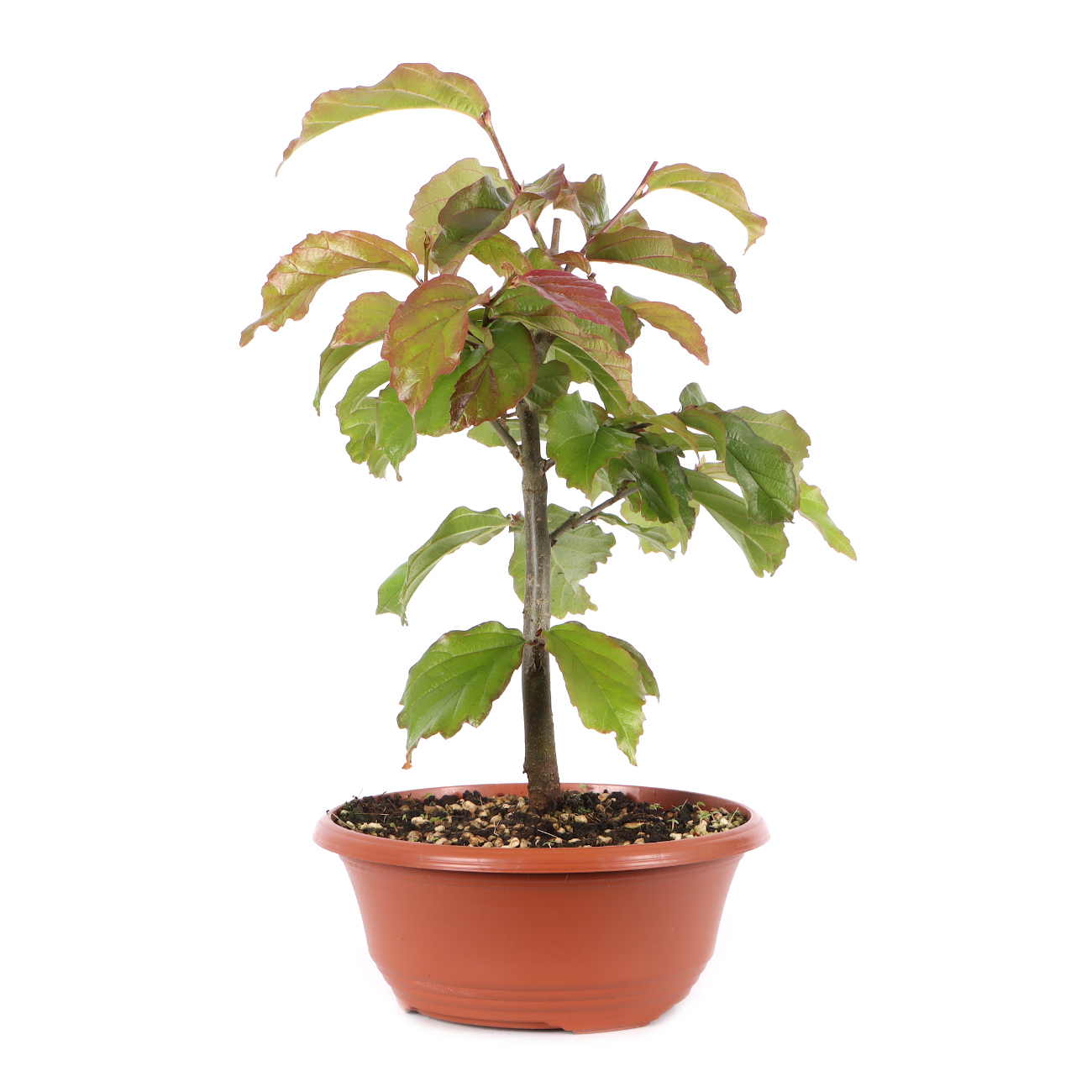 Parrotia persica 'Bella'