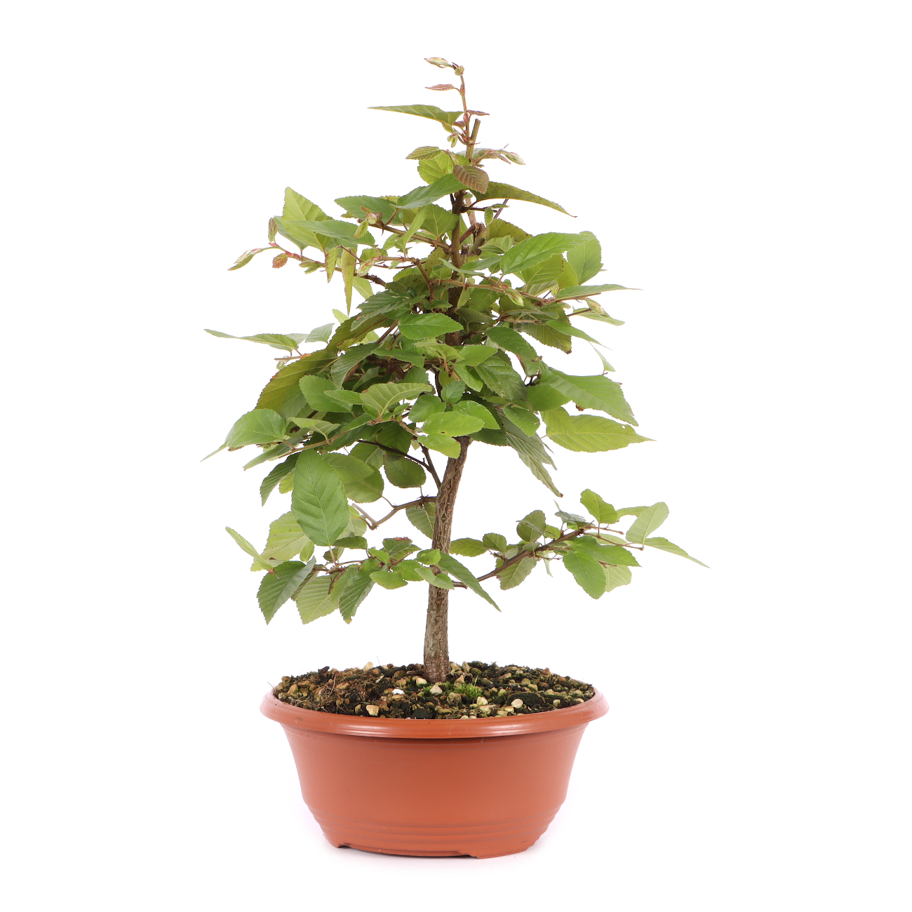 Carpinus turczaninowii