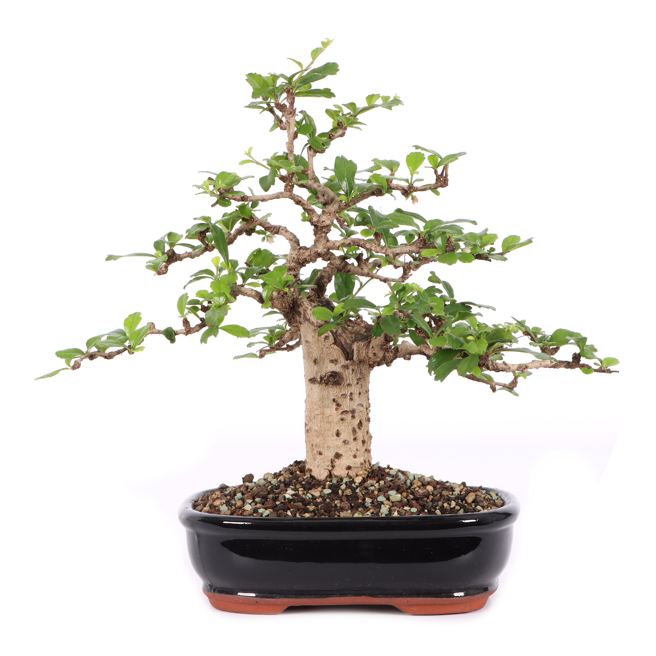 Carmona microphylla