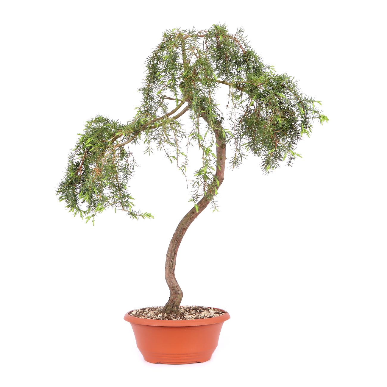 Seitenansicht rechts